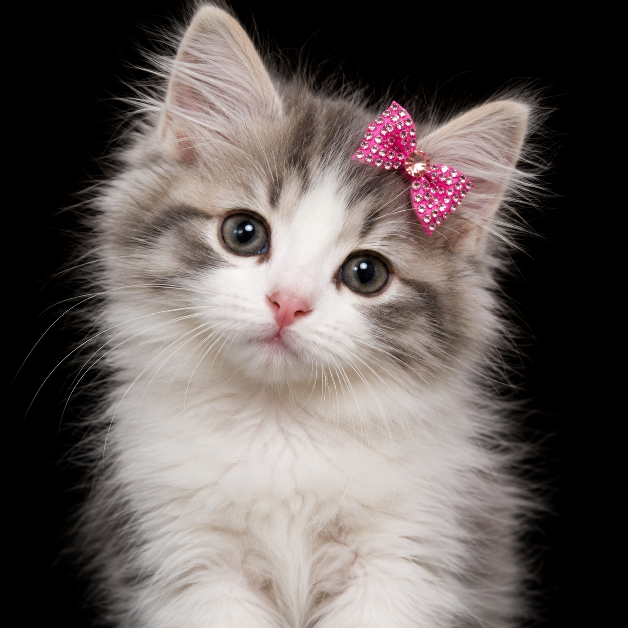Kitten with a pink bow
